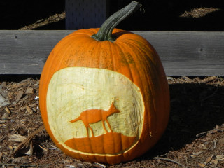 Coyote, Nipomo Pumpkin Patch best carving idea